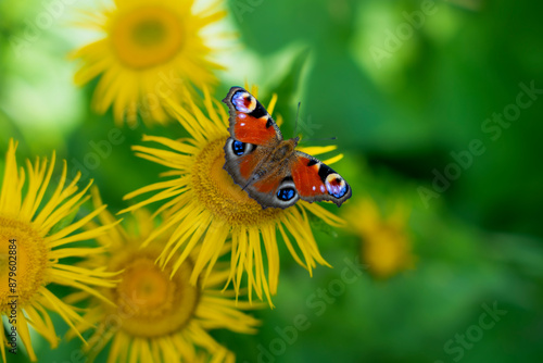 Canvas Print Macrophotograph of a multicolored peacock butterfly on a yellow flower