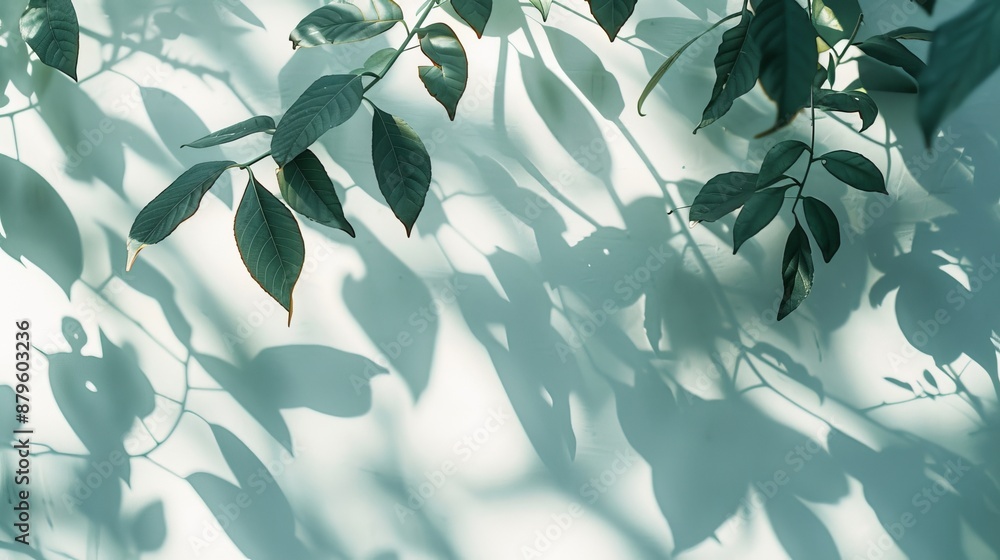 White silhouette shadow background of a natural leaf branch falling on a wall. Transparent blurry shadows leaf in morning sun light. White silhouette shadow background of a natural leaf branch falling on a wall. Transparent blurry shadows leaf in morning sun light.