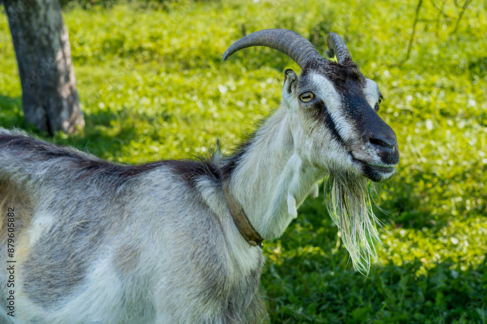 Horned domestic gray goat , Portrait of a goat surrounded by green nature Horned domestic gray goat , Portrait of a goat surrounded by green nature