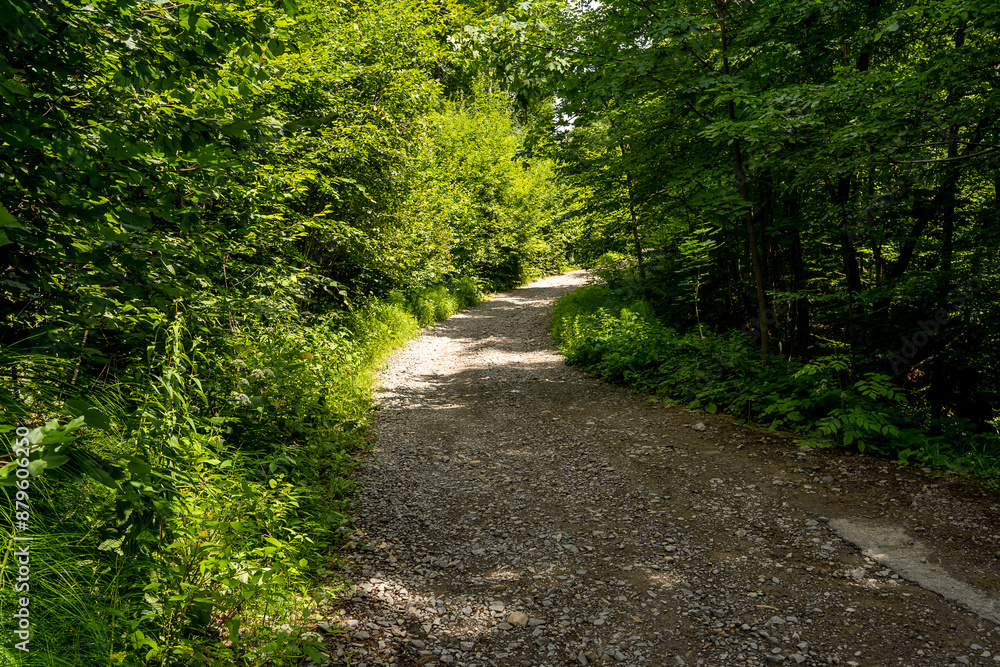 Summer road in the woods, dirt road in the woods Summer road in the woods, dirt road in the woods