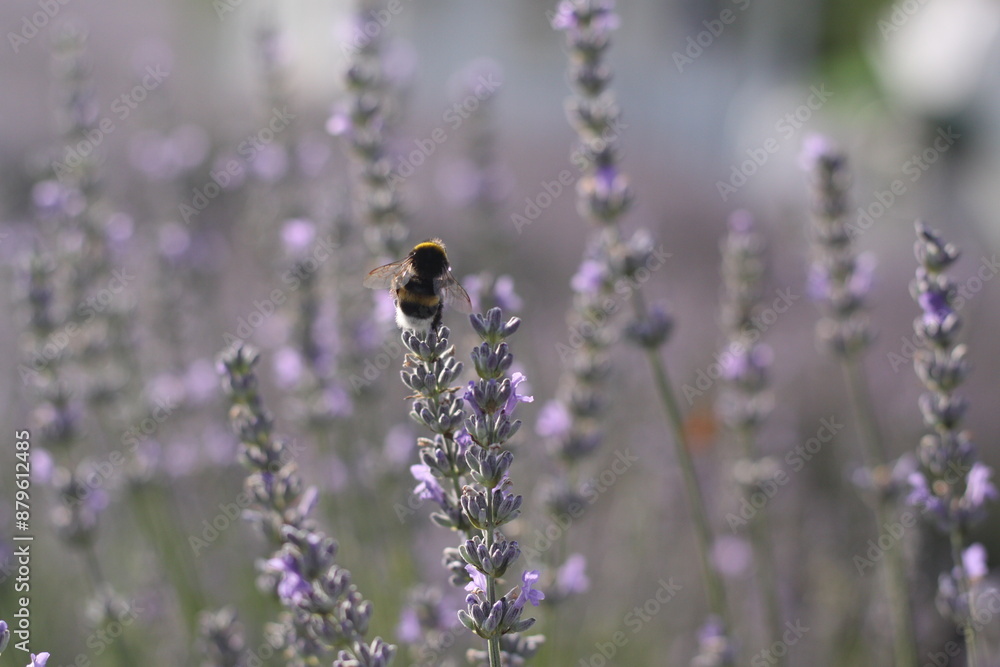 A bumble bee is sitting on a lavender flower on the meadow A bumble bee is sitting on a lavender flower on the meadow