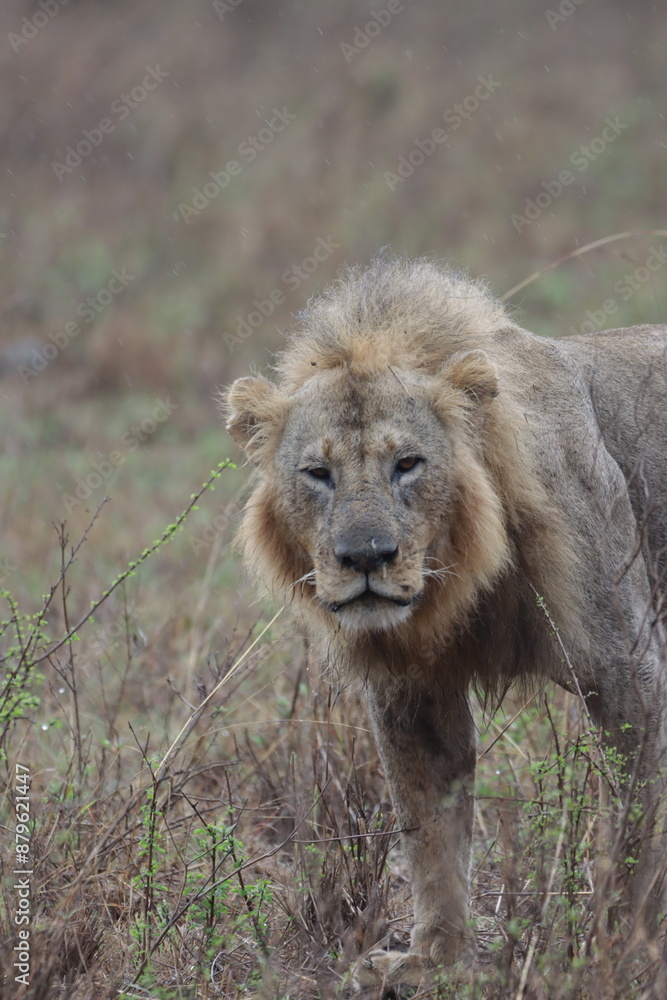 Fototapeta premium lion in the wild savanna
