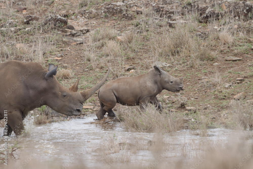 White rhino and her calf in the wild. White rhino and her calf in the wild.