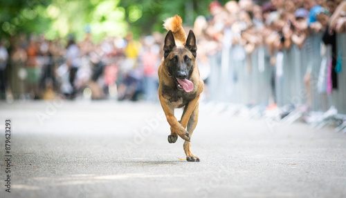 cute dog running at dog speed race