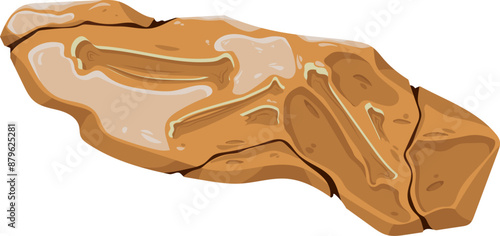 Bones Fossil