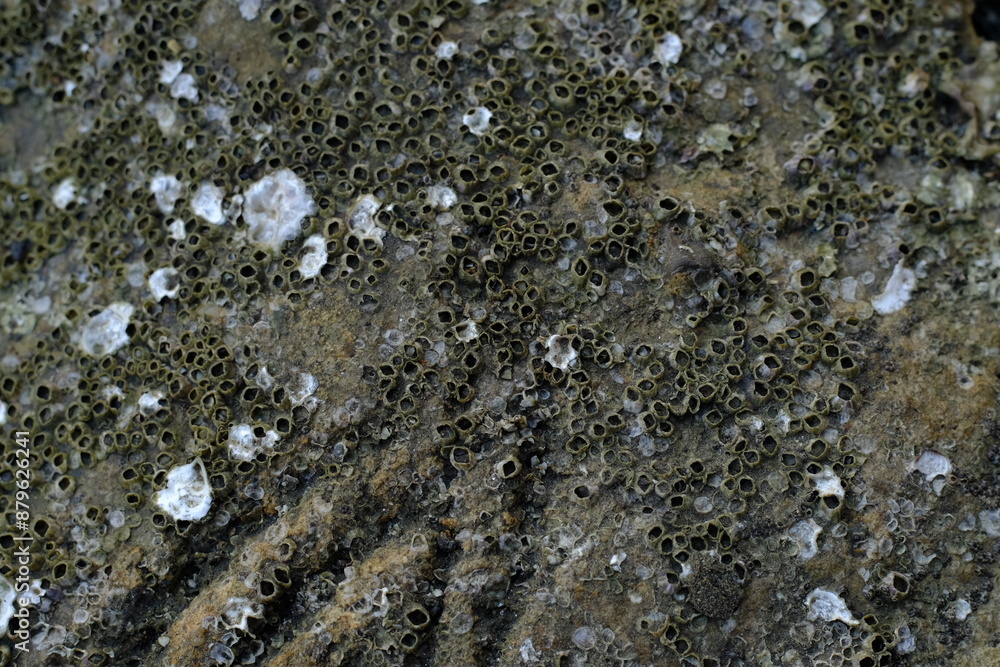 Close-Up of Barnacles on Rocky Surface: Intricate Marine Life Textures and Patterns in Coastal Habitat Close-Up of Barnacles on Rocky Surface: Intricate Marine Life Textures and Patterns in Coastal Habitat