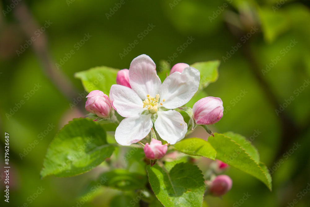 European crab apple white flower. European crab apple white flower.