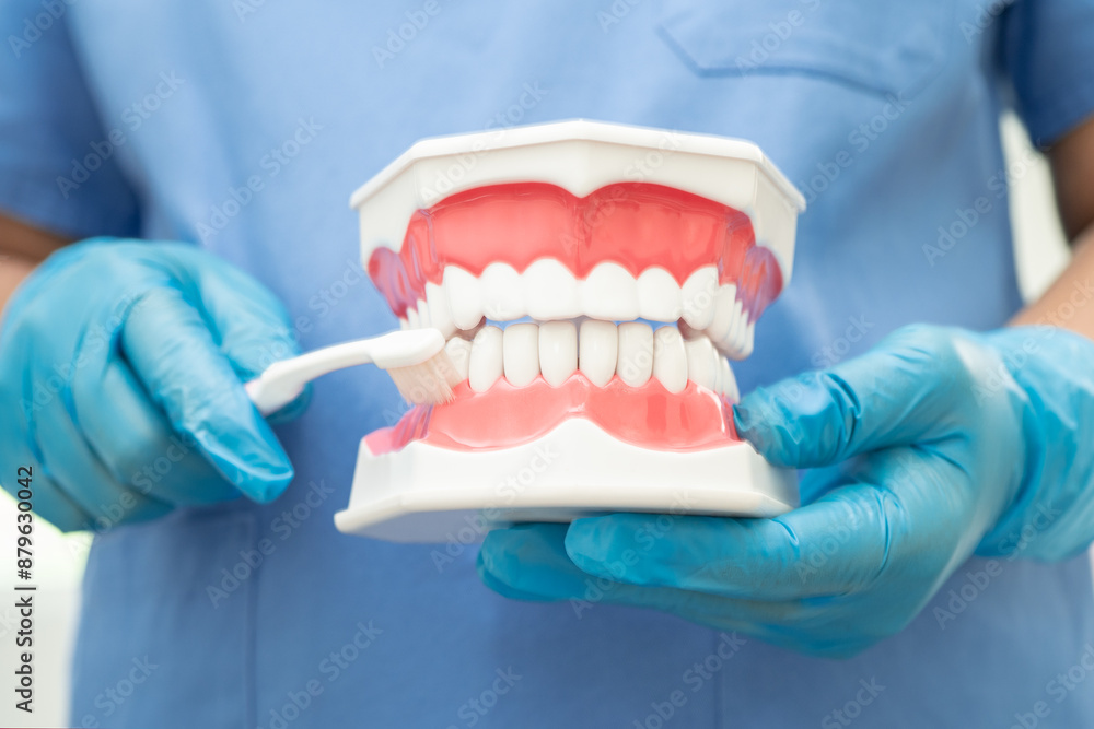 Asian dentist cleaning teeth of dental model with tooth brush for patient and studying about dentistry. Asian dentist cleaning teeth of dental model with tooth brush for patient and studying about dentistry.