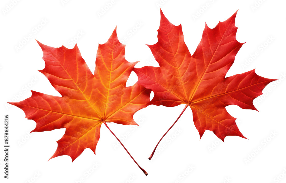 PNG Maple leaves plant leaf tree. PNG Maple leaves plant leaf tree.