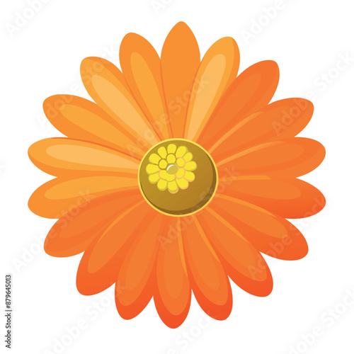 lone orange daisy against a white background
