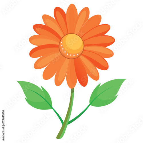 lone orange daisy against a white background
