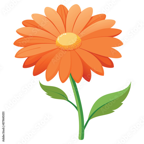 lone orange daisy against a white background