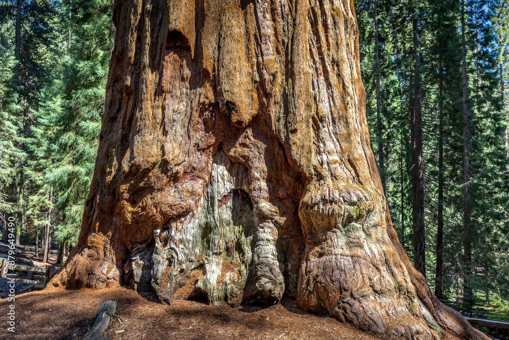 Close up of a giant Sequioa tree in the Sequioa National Park, California USA