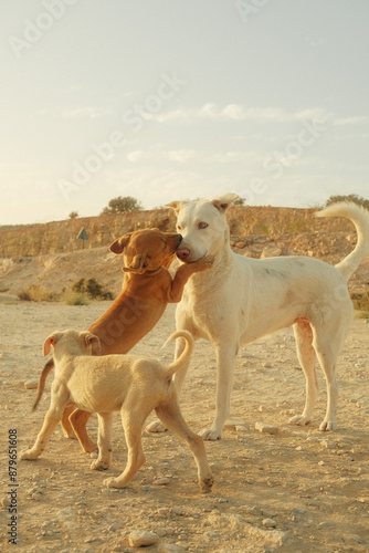 Des chiots jouant avec leur mère dans le désert photo