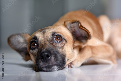 Canvas Print Brown dog lying on the floor looking sad