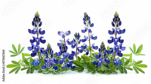 A beautiful arrangement of bluebonnet flowers surrounded by lush green foliage, capturing the essence of early Texan spring and highlighting the flora's bright, vibrant colors.