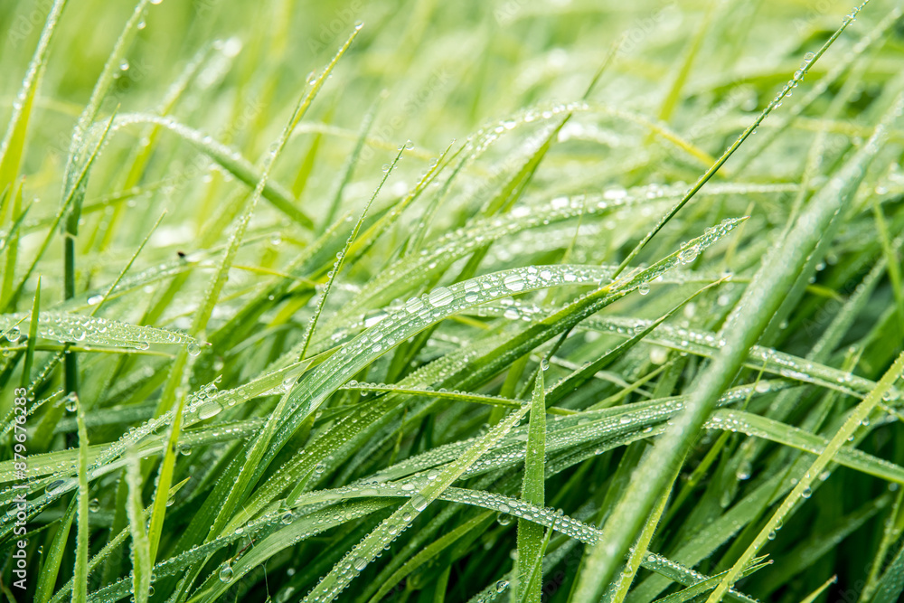 Fototapeta premium Viele runde Regentropfen perlen von langen Grashalmen ab.