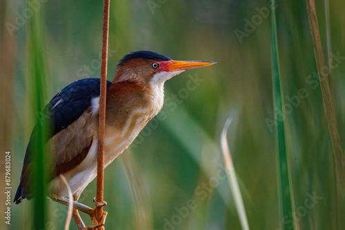 Bilde på lerret An adult male least bittern climbs onto a reed to fly