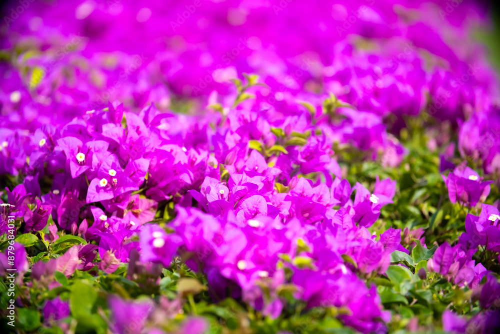 Blooming pink Bougainvillea spectabilis looks like a wall. A hedge of beautiful bougainvillea bushes with lilac flowers. Blooming pink Bougainvillea spectabilis looks like a wall. A hedge of beautiful bougainvillea bushes with lilac flowers.