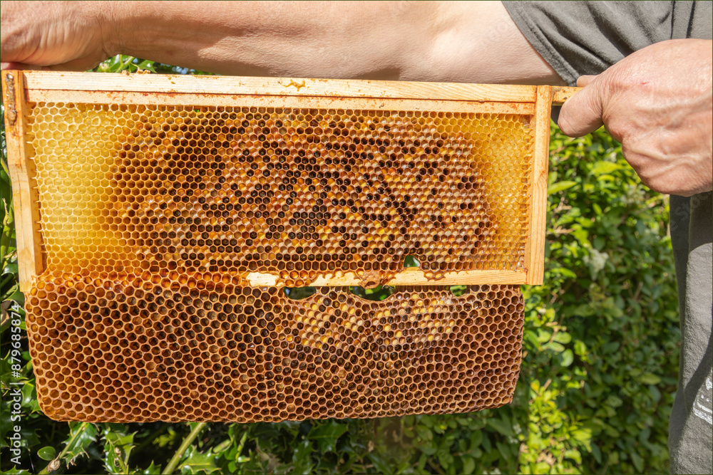 Frame from a beehive with the wax extending Frame from a beehive with the wax extending