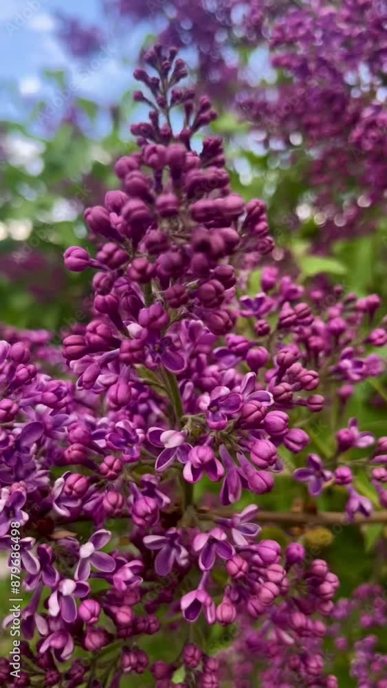 purple blooming lilac, close-up purple blooming lilac, close-up