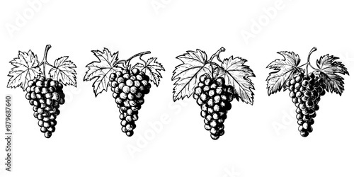 grape vines sketched illustration, vector isolated on white
