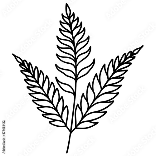Leaf of Fern tree line art vector