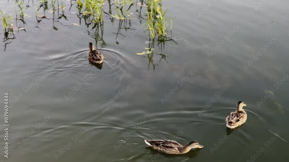 A ducks peacefully swims in a pond in evening, surrounded by lush greenery A ducks peacefully swims in a pond in evening, surrounded by lush greenery