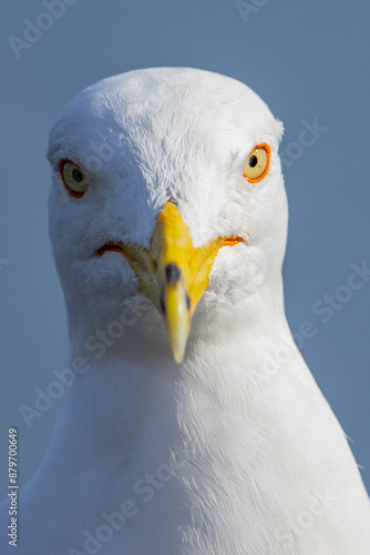 Cheeky Seagulls