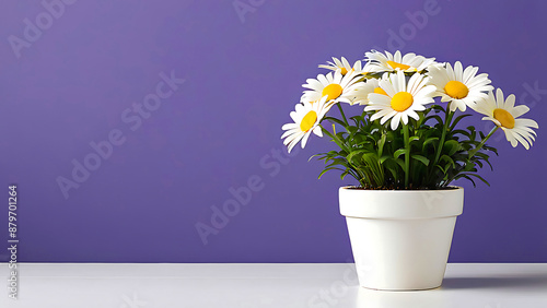 Wallpaper Mural  Colorful flowers, in white pot , minimalist plan pot full of colorful flowers in pots and containers, selective focus Torontodigital.ca