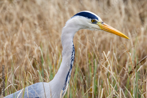 Hunting Heron