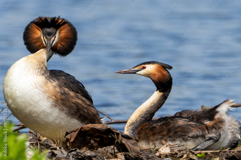 Obraz premium Great Crested Grebe mating ritual