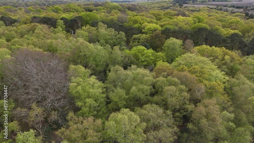 Experience the breathtaking view of soaring above the lush, green canopy of the New Forest, capturing the serene beauty and vibrant life from a bird's-eye perspective. Perfect for nature and adventure