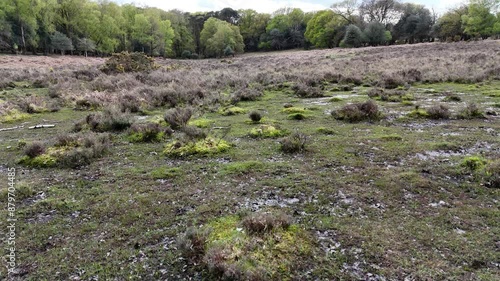 Experience the breathtaking view of soaring above the lush, green canopy of the New Forest, capturing the serene beauty and vibrant life from a bird's-eye perspective. Perfect for nature and adventure