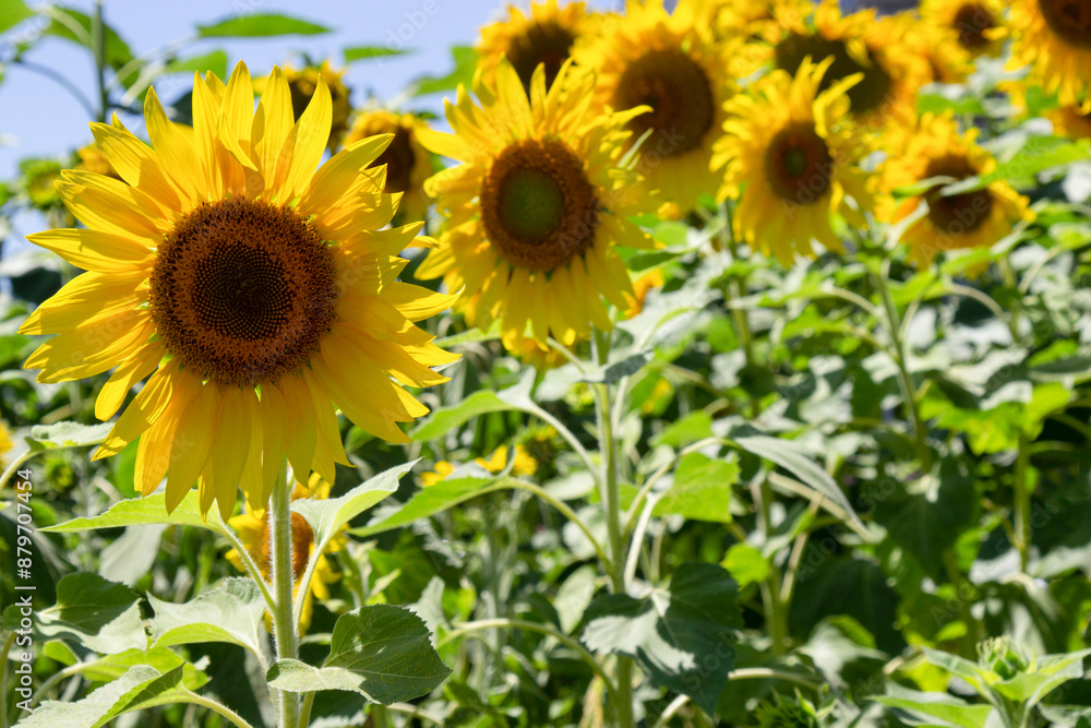 Beautiful yellow sunflowers are blooming. Blue sky. Beautiful yellow sunflowers are blooming. Blue sky.