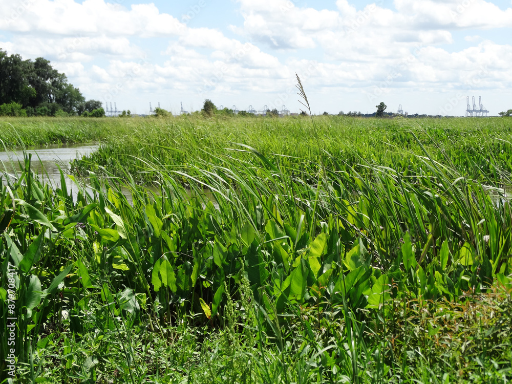Fototapeta premium Grassy field in a nature wildlife preserve in Savannah, GA