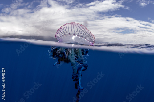 Portuguese man of war near the coast of Azores islands. Dangerous jellyfish is sailing on the surface. Cnidarian with the pouch on the top of surface and long tentacles.