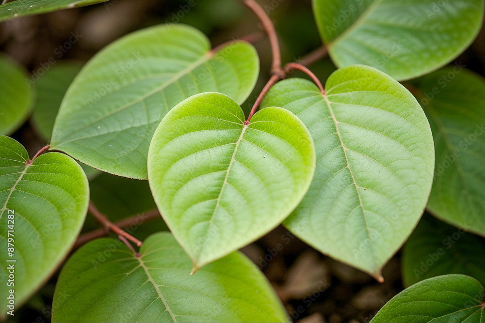 close-up of heart-shaped leaves close-up of heart-shaped leaves