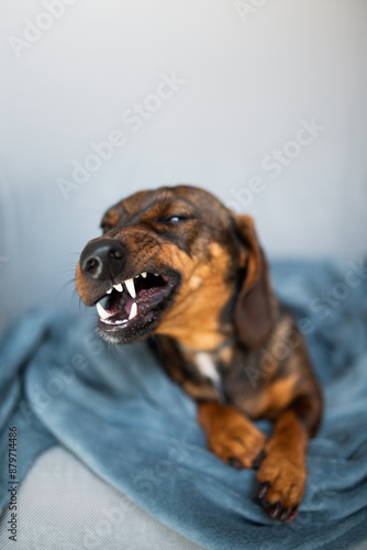 Obraz na plátně Brown dachshund dog snarling with teeth showing while sitting atop of a cage