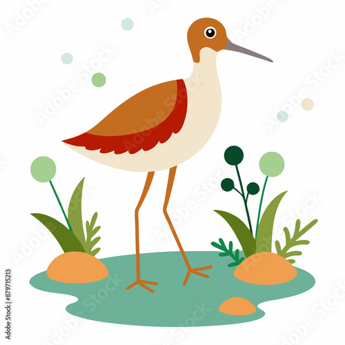 Sandpiper on water and plants white background