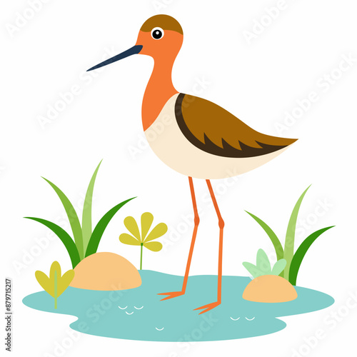 Sandpiper on water and plants white background