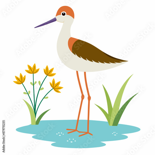 Sandpiper on water and plants white background