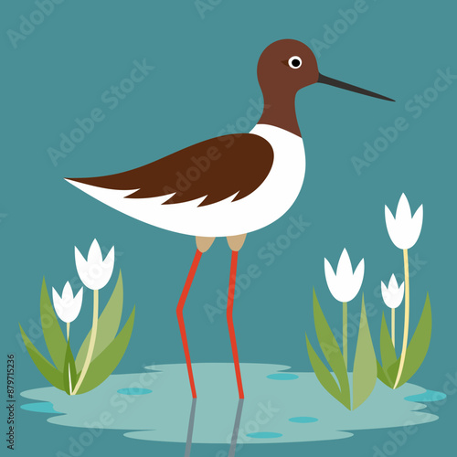 Sandpiper on water and plants white background