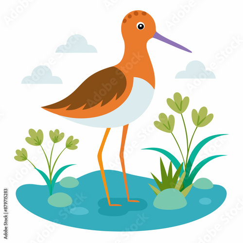 Sandpiper on water and plants white background