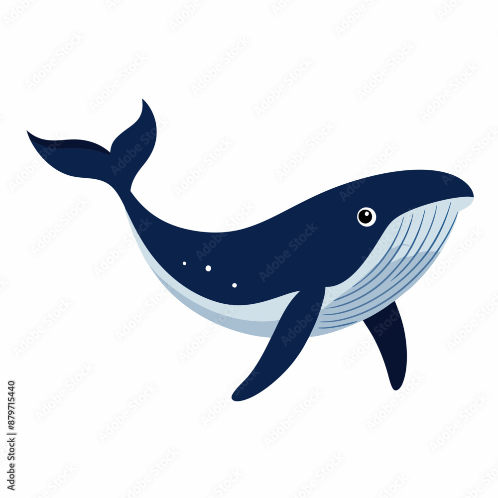 Humpback blue whale vector illustration Humpback blue whale vector illustration