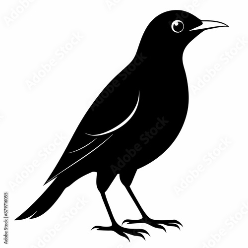 Myna Black silhouette