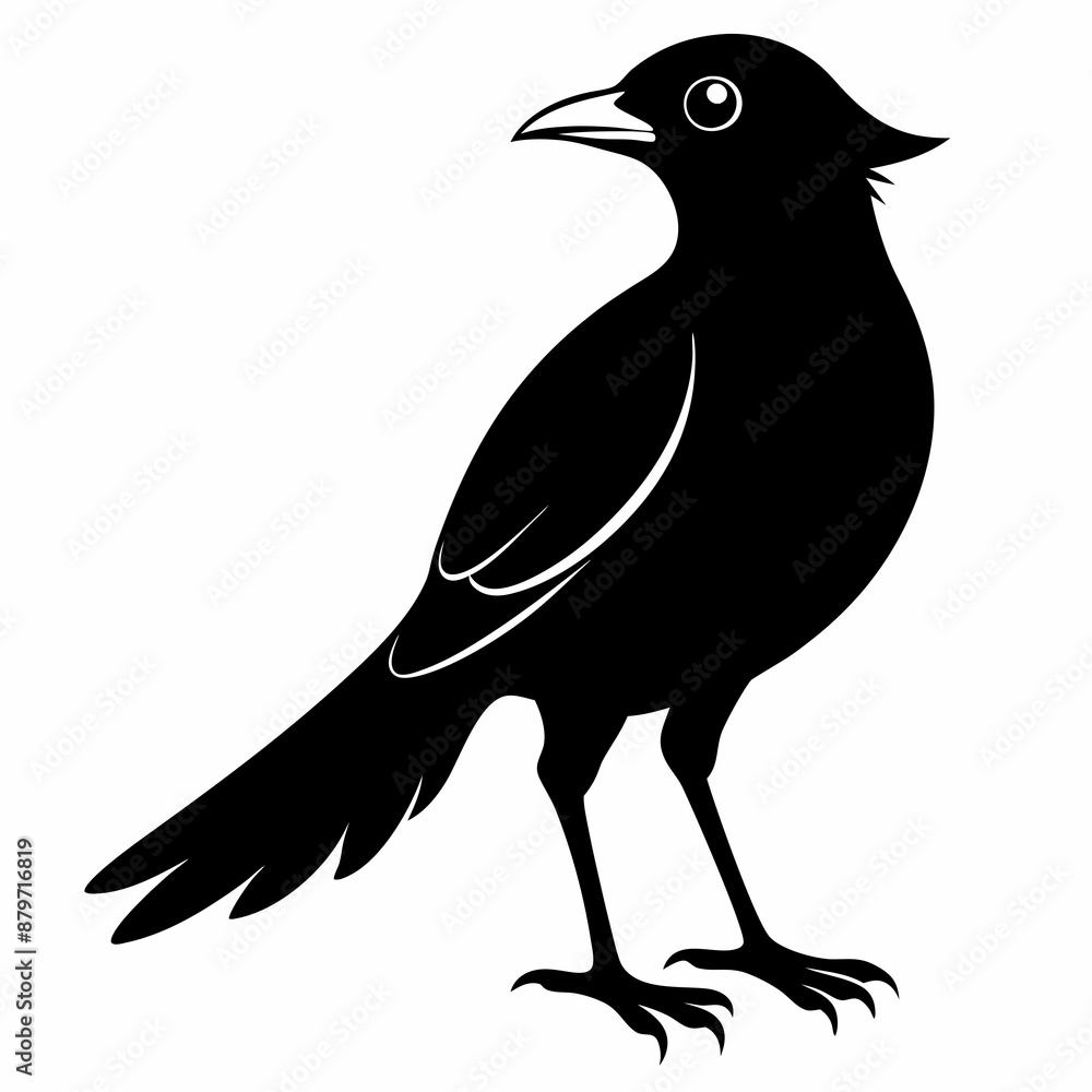 Obraz premium Myna Black silhouette