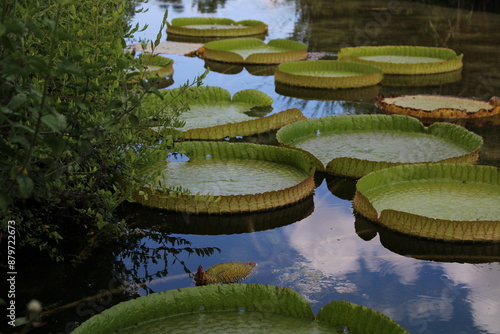 waterlilies photo