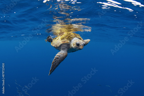 Curious loggerhead sea turtle near the surface. Sea turtle is swimming in Atlantic ocean. Rare turtle in open ocean. 
