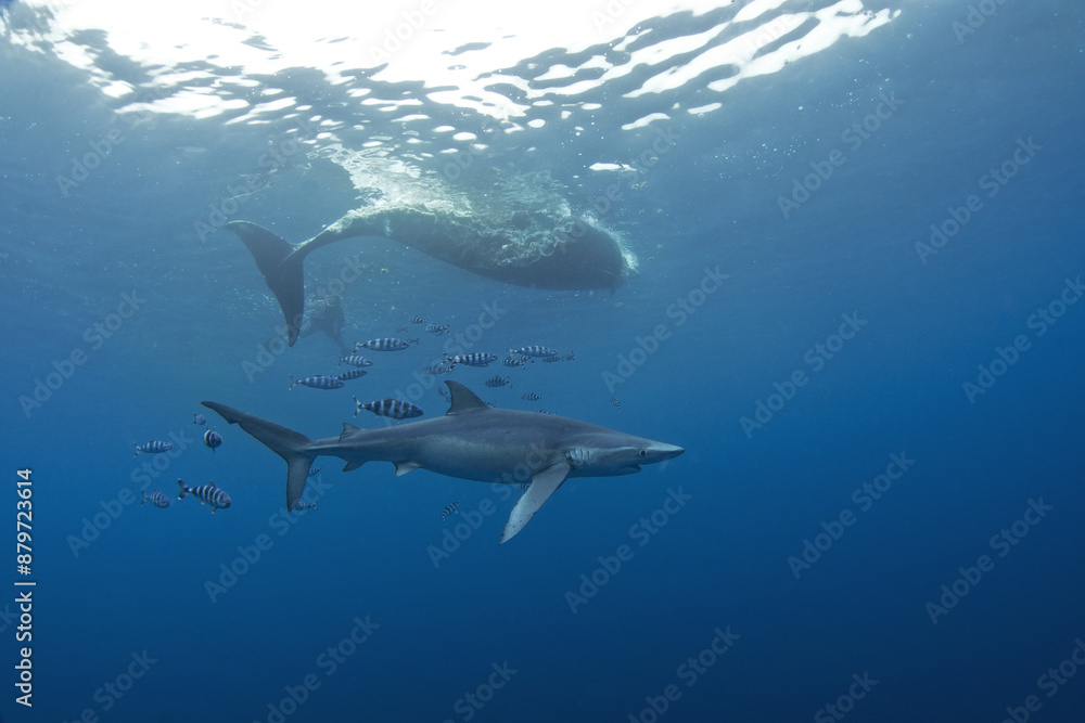 Fototapeta premium Blue shark near the whale's carcass. Rare shark with long fon in the ocean. Shark circling around the bait. Endangered shark in Atlantic ocean.